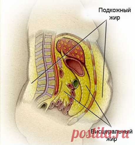 Стратегия борьбы с упрямым животом