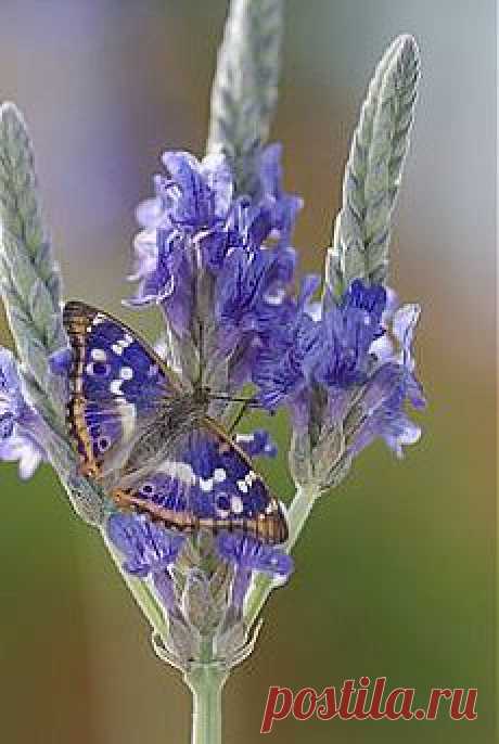 Apatura ilia Butterfly |Flora and Fauna в Pinterest