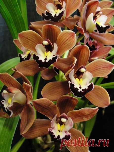 more Orchids | Beautiful Flowers around the world