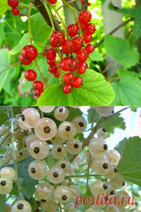 Красная и белая смородина: особенности выращивания и ухода, сорта.