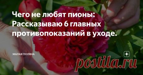 Чего не любят пионы: Рассказываю 6 главных противопоказаний в уходе. Пион, один из фаворитов на моем садовом участке, мощный красивый цветок с нежным ароматом способен своей красотой обезоружить любого проходящего мимо человека, смотрящего на него.
Пионы цветут совсем недолго, примерно около 2-х недель и  проливной дождь может ускорить опадание лепестков на цветках, буквально в считанные минуты.
фото из личного архива