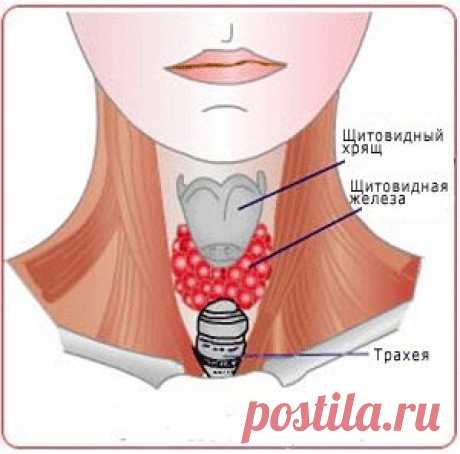 народная медицина |лечение щитовидки
