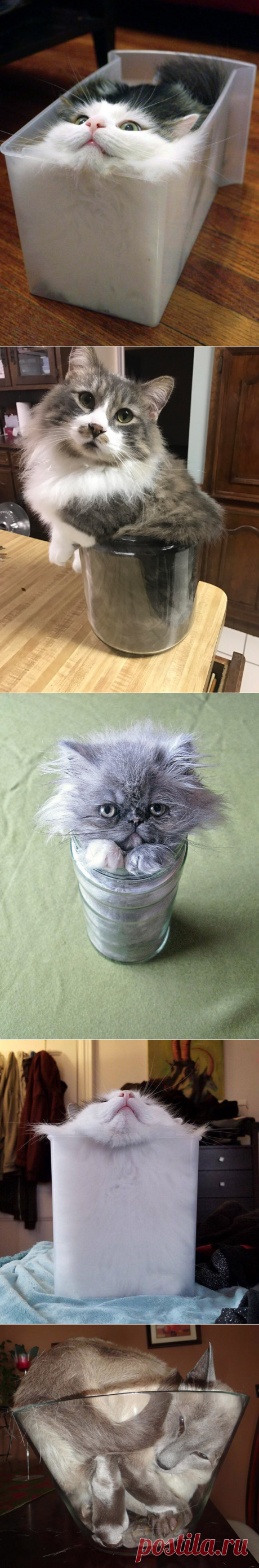 Liquid Cats That Took Shape of Their Containers – WORLD HUMOR