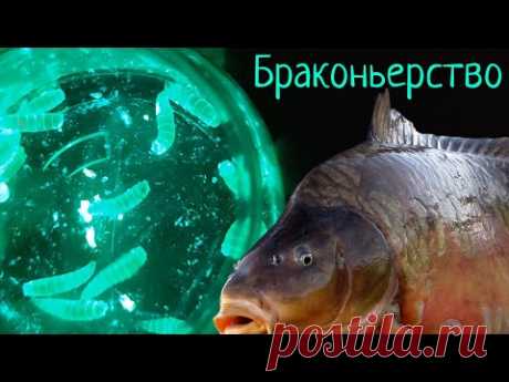 Живые Бойлы - поразили ИНТЕРНЕТ  /  Fishing Revolution!!!