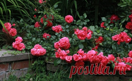 Почвопокровные розы (55 фото): что это такое? Особенности ухода и выращивания, использование цветущих все лето роз в ландшафтном дизайне. Как укрыть растения на зиму?