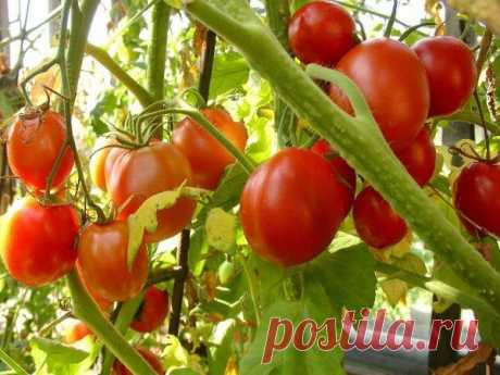 Чего нельзя делать при выращивании помидоров | Дачный участок