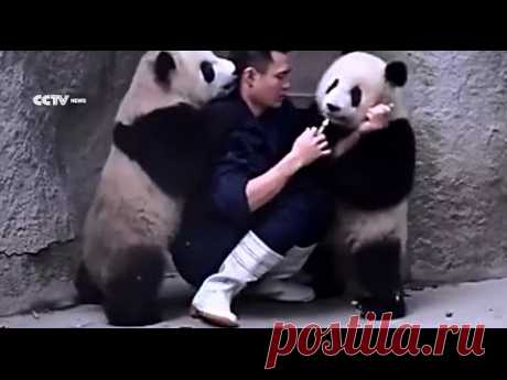 Панды, которые не хотят лечиться, взорвали Интернет