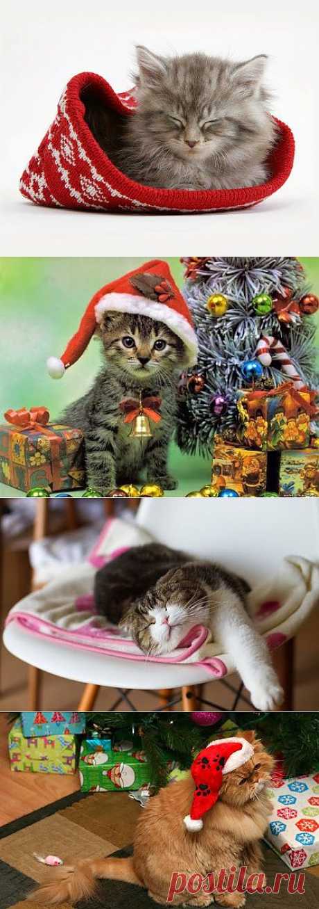 Котофул – Google+