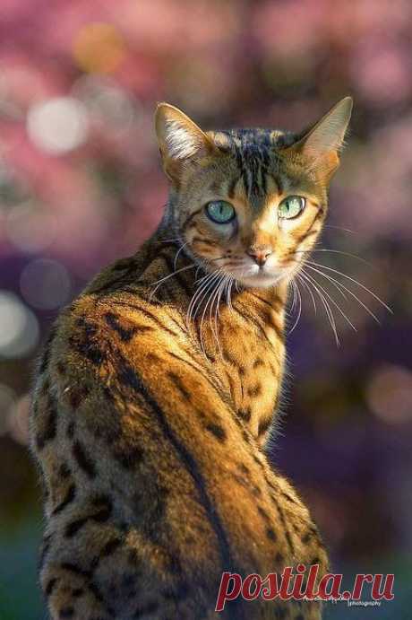 Tasomo: Top 5 most beautiful cat breeds