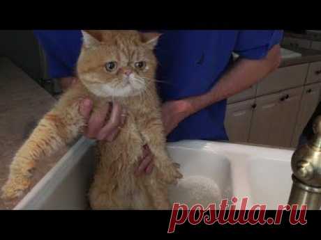 🙀 МУЖ КУПАЕТ КОТА - СЛАБОНЕРВНЫМ НЕ СМОТРЕТЬ! Husband gives bath to our cute kitty!