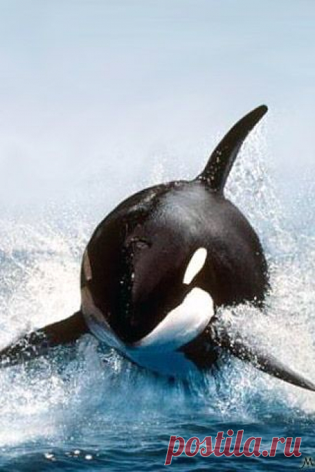 Orca **.