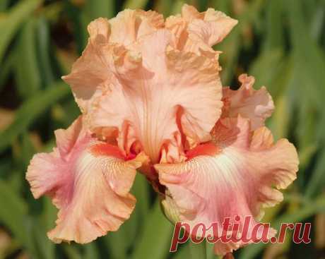 Pink Iris