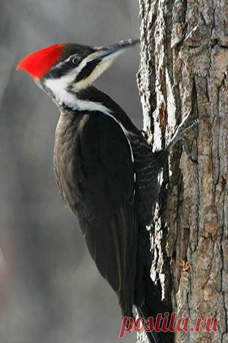 Pileated Woodpecker | Beautiful Birds and flight