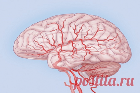 Лекарственные растения для улучшения мозгового кровообращения Причинами сужения и плохой проходимости сосудов головного мозга могут быть не только атеросклеротические бляшки, но и спазм самого сосуда при артериосклерозе или образование тромба при густой крови. Спазмы сосудов могут провоцировать нервные стрессы, заболевания нервной и эндокринной системы...