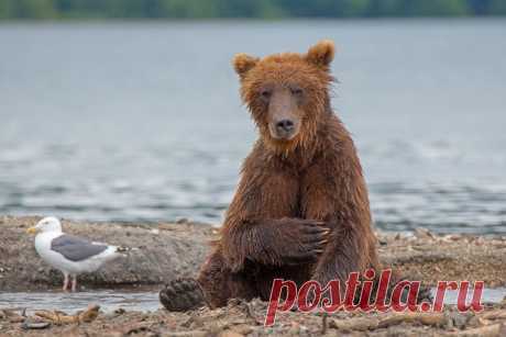 Большое исследование показывает: на Камчатке выросло целое поколение медведей, воспринимающих людей как часть своего мира.