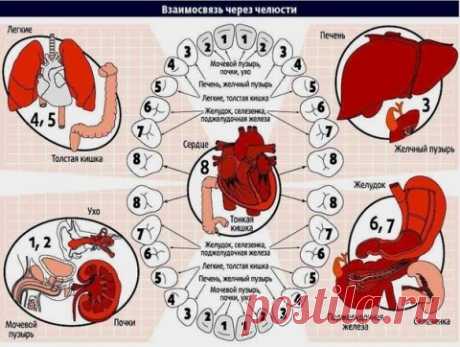 Зубы расскажут о здоровье ваших органов