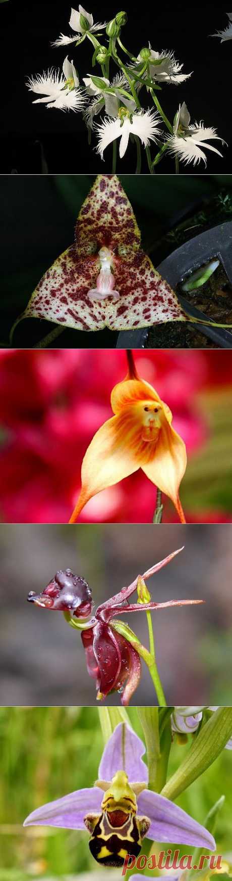 (+1) тема - Забавные орхидеи! | УДИВИТЕЛЬНОЕ
