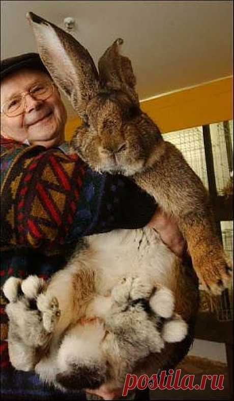 большой кролик