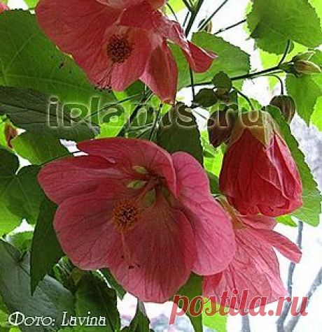 Абутилон Abutilon - Комнатные растения и цветы