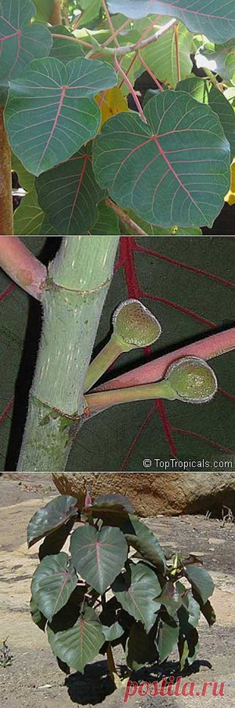 Фикус черешковый / Ficus petiolaris