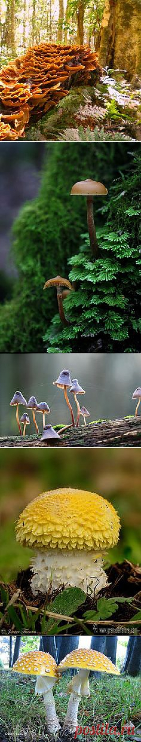 Paddenstoelen