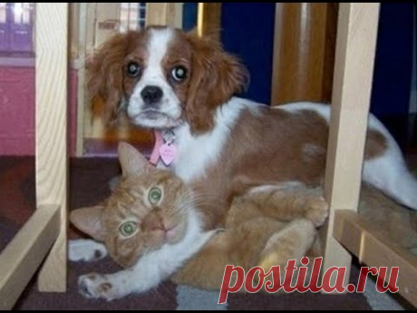 😺 Нас застукали! 🐕 Смешное видео с собаками, кошками и котятами! 😸