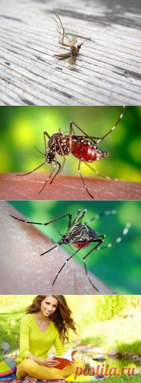 Борьба с комарами народными средствами | Советы Народной Мудрости