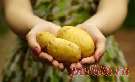 Домашняя косметика из картофеля – проверенные рецепты красоты - Садоводка