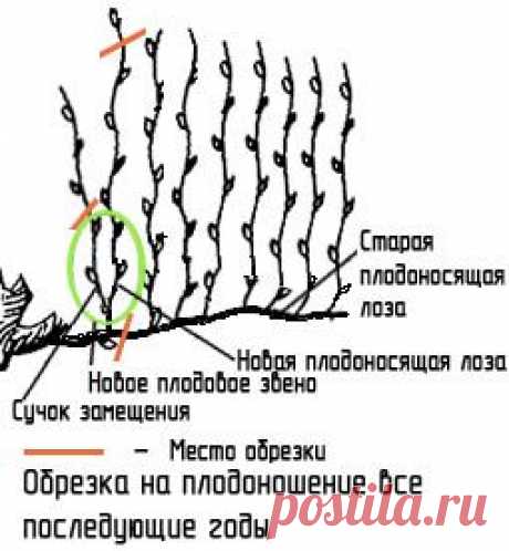 Схемы, описание-как правильно обрезать виноград