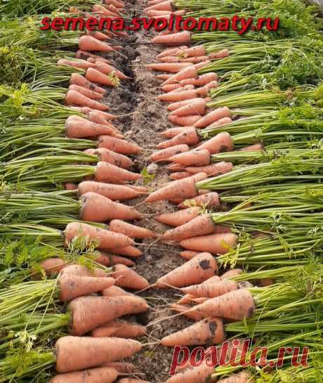 Сладкая морковь с красной сердцевиной | Огород - сад Медведевых | Яндекс Дзен