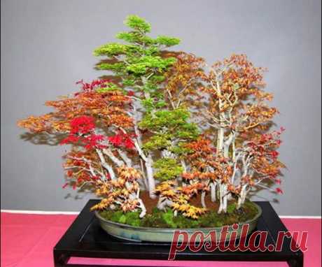 Maples- playful mixed Japanese bonsai forest  |   Pinterest • Всемирный каталог идей