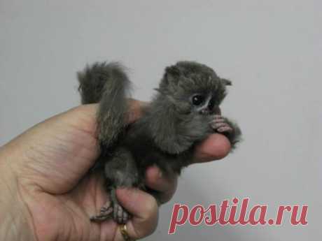 OOAK Lemur Mouse Realistic Handmade Poseable Artist Baby Bear by Angelica | eBay