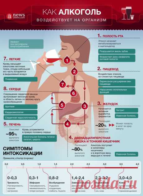 Как алкоголь воздействует на организм