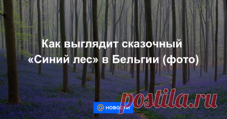 Как выглядит сказочный «Синий лес» в Бельгии (фото) Самый яркий лес в мире.