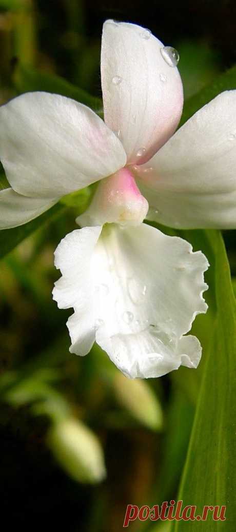 Calanthe vestita alba orchid | Orchids stand alone