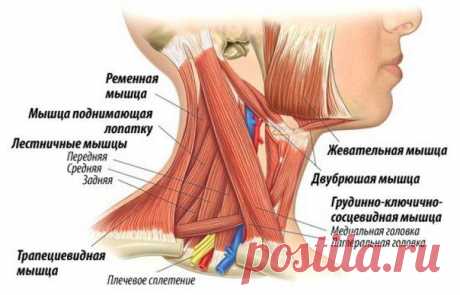 Упражнения йоги, которые помогут при боли в шее