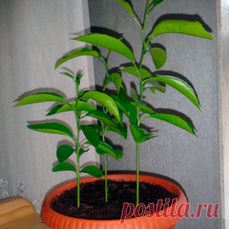 Мандариновое дерево — уход в домашних условиях