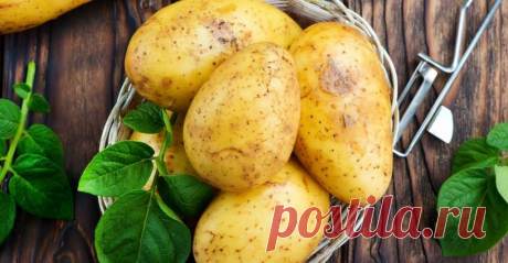 В чем польза картофеля для здоровья человека, почему его важно есть