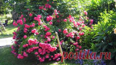 Самые популярные сорта плетистых роз с фото и описанием, плюсы и минусы каждого сорта