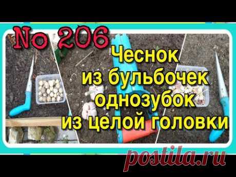 206). Посадка Чеснока. Способы посадки. Бульбочки. Однозубки. Целой головкой (24.10.17)