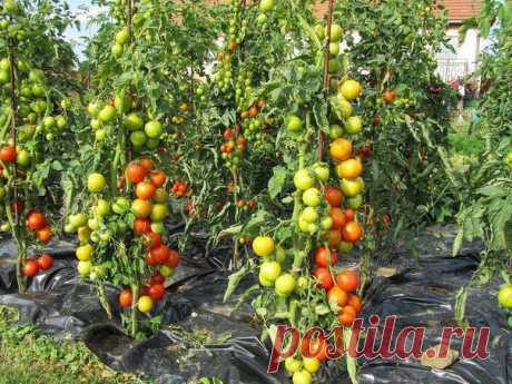 Ленивый способ выращивания помидор.