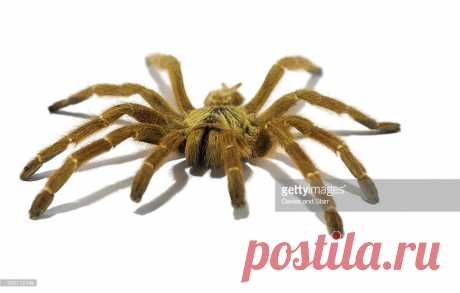 Orange Tarantula Spider Stock Photo | Getty Images