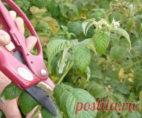 Выращивание ремонтантной малины: посадка, уход, обрезка | В саду (Огород.ru)
