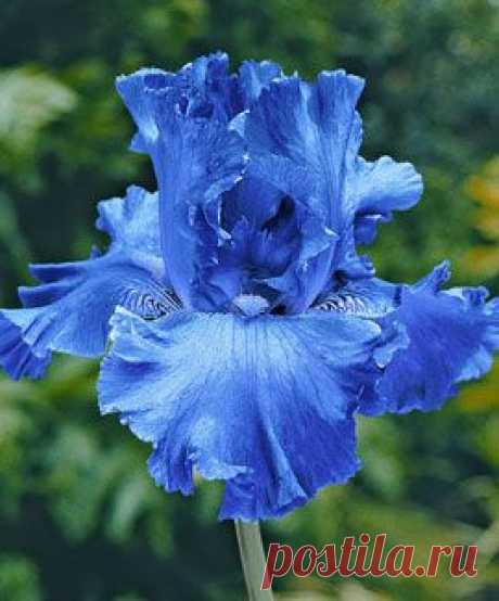 Iris, Bearded Cool Running | Iris