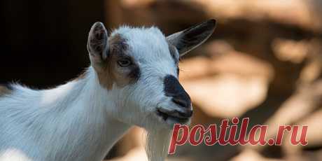 Тибетских коз впервые успешно клонировали в Китае | Bixol.Ru