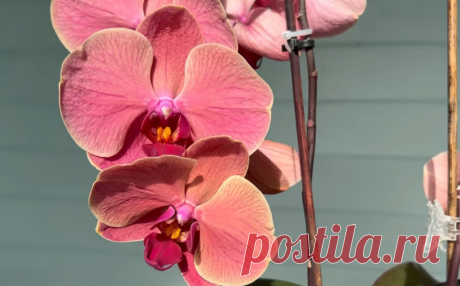 Орхидеи будут пышно цвести! Используйте мох и эти кислоты. Не сыпьте кофейную гущу - это "яд" для растений Статья автора «Фазенда🌱» в Дзене ✍: Как, имея одну орхидею в домашних условиях вырастить больше сотни цветов!? Первый способ - использование мха для орхидей.