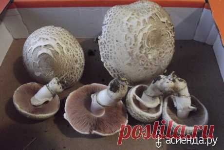 Как называются грибы / Асиенда.ру