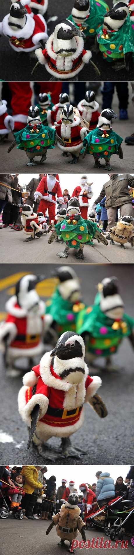 Рождественский парад Санта-Пингвинов в Южной Корее | В мире интересного