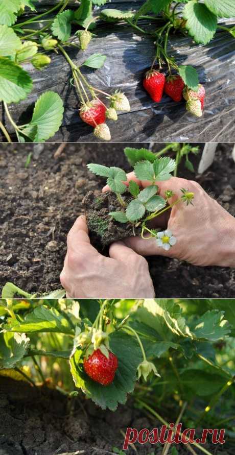 Как увеличить урожай клубники в два раза – секреты садоводов | Садовод (Усадьба)