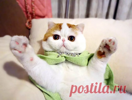 😻Самые красивые кошки Интернета: ох, ну и милахи! | Нос, хвост, лапы | Дзен